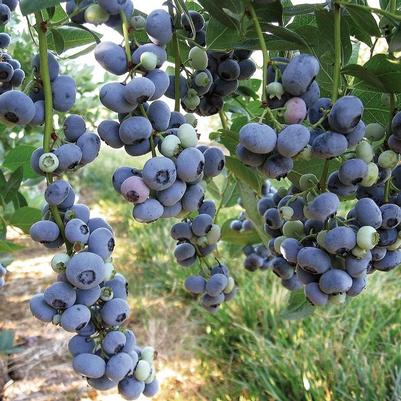 Vaccinium corymbosum Liberty