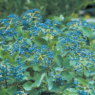 Viburnum dentatum Blue Muffin&reg;