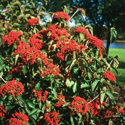 Viburnum dilatatum Cardinal Candy&reg;