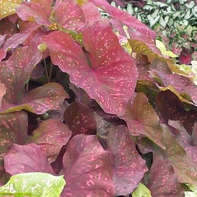 Viburnum plicatum f. tomentosum Mariesii