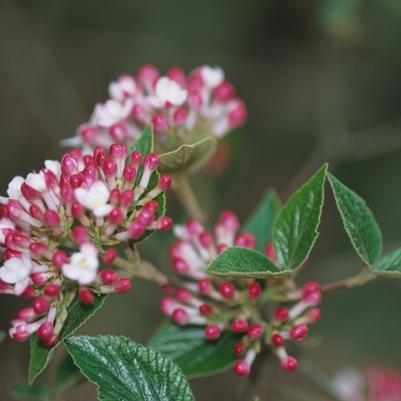 Viburnum x burkwoodii Mohawk