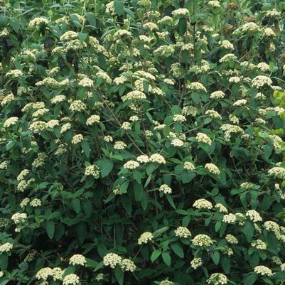 Viburnum rhytidophyllum 