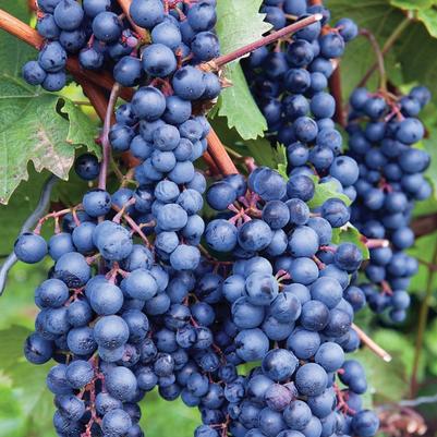 Vitis labrusca Concord