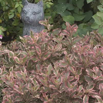 Weigela florida My Monet&reg;