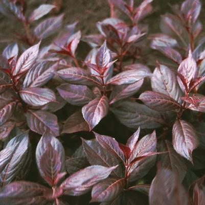 Weigela florida Midnight Wine&reg;