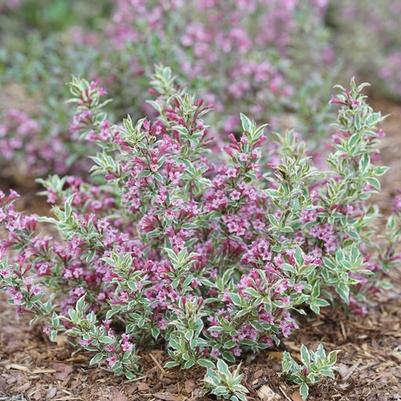 Weigela florida My Monet Purple Effect&reg;