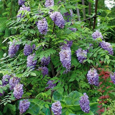 Wisteria frutescens Amethyst Falls