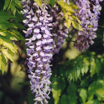 Wisteria sinensis 