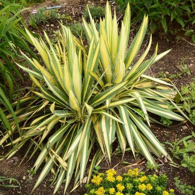 Yucca filamentosa Golden Sword