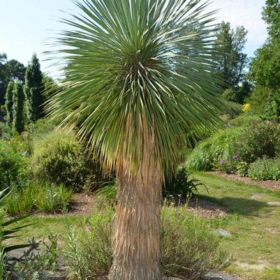 Yucca rostrata Sapphire Skies