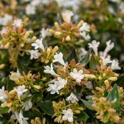 Abelia Apple Perfection&trade;