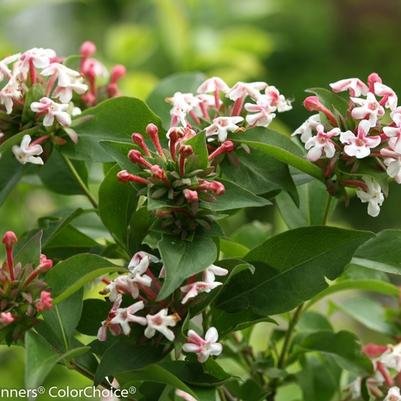 Abelia mosanensis Sweet Emotion&reg;