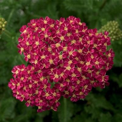 Achillea Desert Eve&trade; Deep Rose
