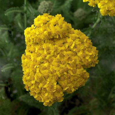 Achillea Desert Eve&trade; Yellow
