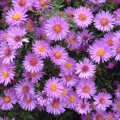 Aster novi-belgii Wood's Purple