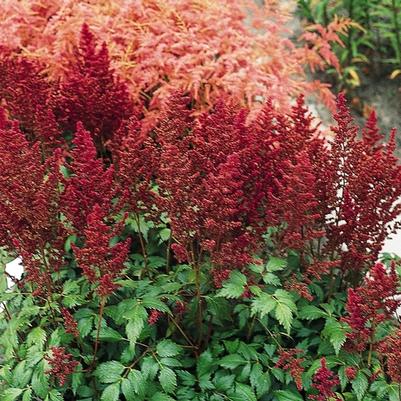 Astilbe japonica Elisabeth van Veen
