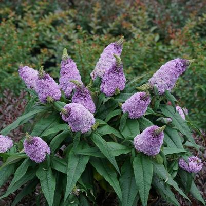 Buddleia Pugster&reg; Amethyst
