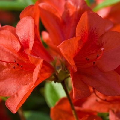 Rhododendron Encore&reg; Autumn Bravo&reg'