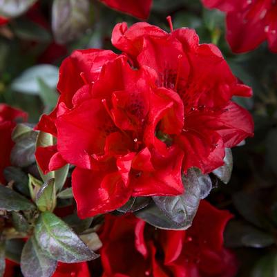 Rhododendron Encore&reg; Autumn Fire&reg;