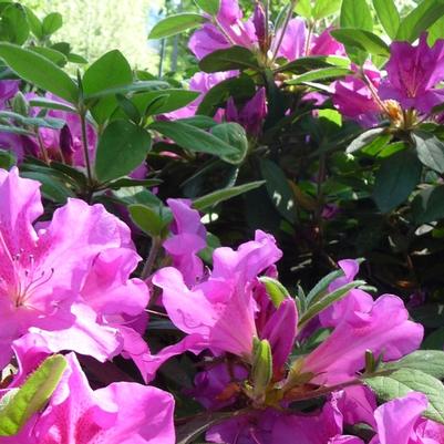 Rhododendron Encore&reg; Autumn Royalty&reg;