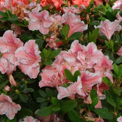Rhododendron Encore&reg; Autumn Sunburst&reg;