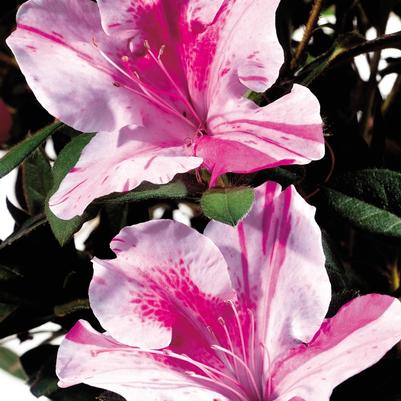 Rhododendron Autumn Twist&reg;