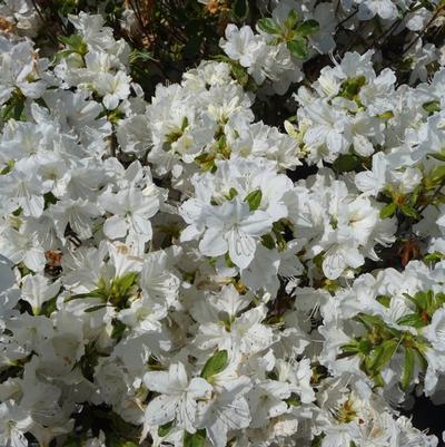 Rhododendron Glenn Dale hybrid Delaware Valley White