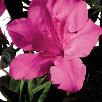 Rhododendron Encore&reg; Autumn Sangria&reg;