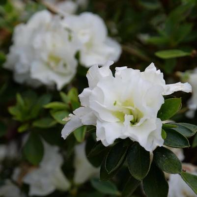 Rhododendron Satsuki hybrid Gumpo White