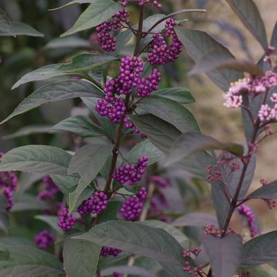 Callicarpa Purple Pearls&reg;