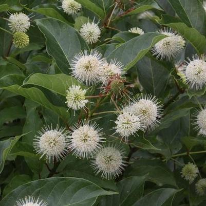 Cephalanthus occidentalis Magical&reg; Moonlight