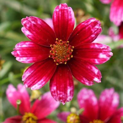 Coreopsis verticillata Permathread™ Cherry Blast