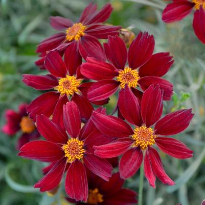 Coreopsis Permathread&trade; Red Satin