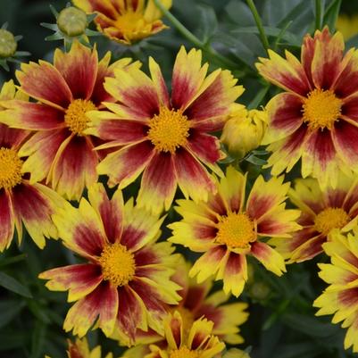 Coreopsis L'il Bang&trade; Enchanted Eve