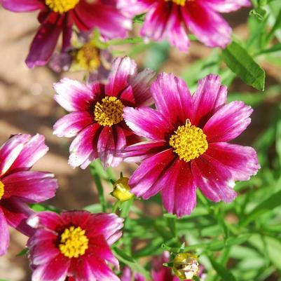 Coreopsis L'il Bang&trade; Starstruck