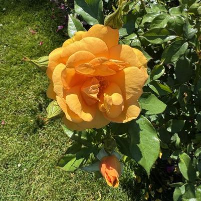 Coreopsis Satin & Lace&trade; Peach Sparkle