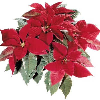 Cornus Variegated Stellar Pink&reg;