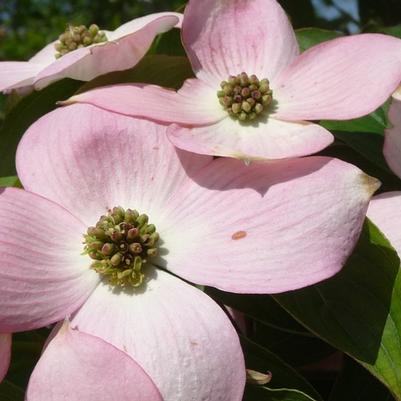 Cornus Stellar Pink&reg;