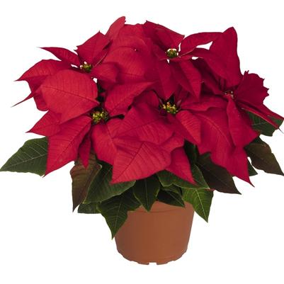 Cotinus coggygria Velveteeny&trade;