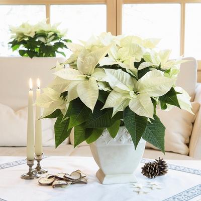 Cytisus scoparius Madame Butterfly