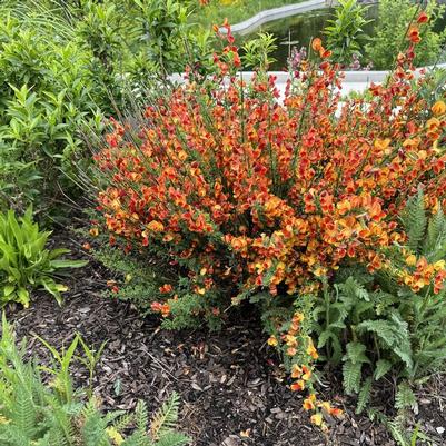 Cytisus scoparius Burkwoodii