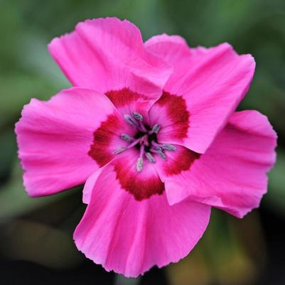 Dianthus allwoodii American Pie&reg; Bumbleberry Pie