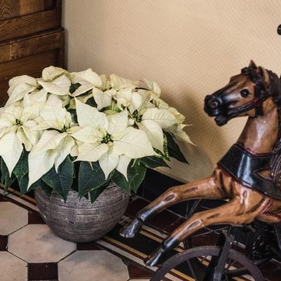 Dianthus Everbloom&trade; Plum Glory