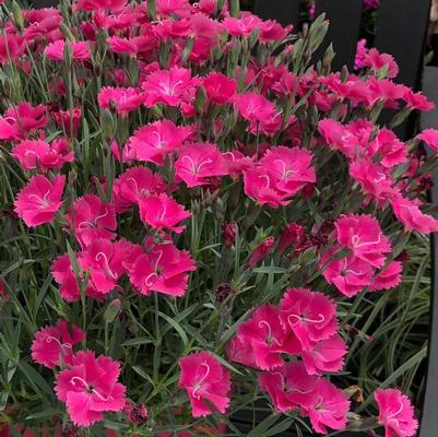 Dianthus Vivid&trade; Bright Light