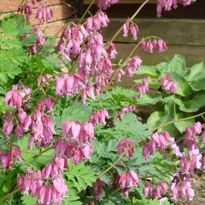 Dicentra Luxuriant