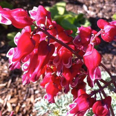 Dicentra Burning Hearts