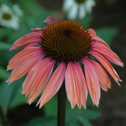 Echinacea purpurea Big Sky&trade; Summer Sky