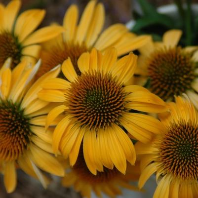 Echinacea purpurea Big Sky&trade; Harvest Moon
