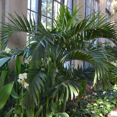 Ficus carica Brown Turkey