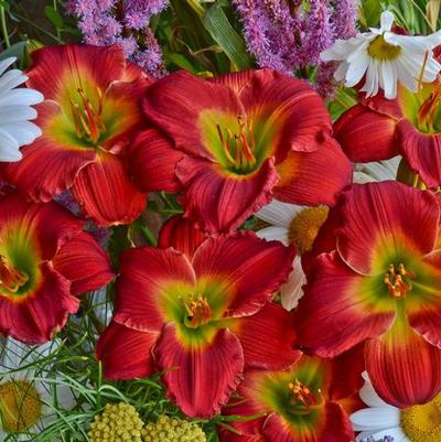 Hemerocallis Happy Ever Appster&trade; Red Hot Returns